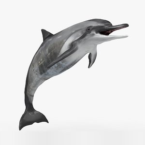 3D model dolphin rigged