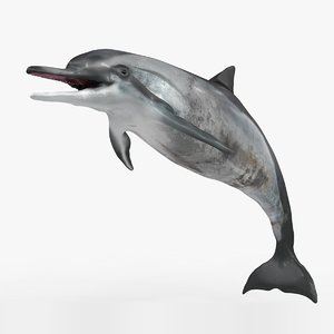 dolphin rigged 3D model