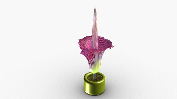 Corpse Flower 3d Model Turbosquid 1622561