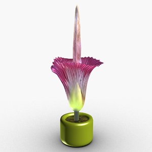 corpse flower 3D model