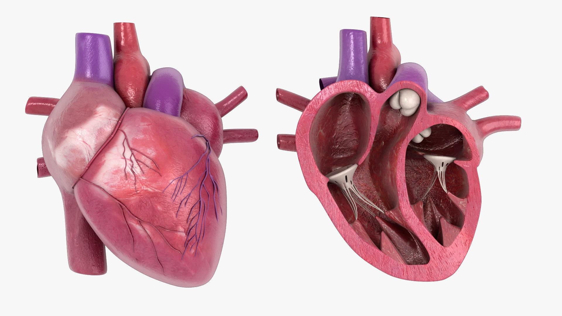 3d-model-human-heart-cross-section-turbosquid-1622608