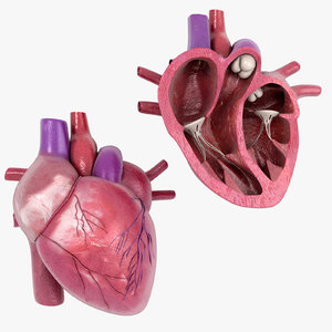 3D model human heart cross section