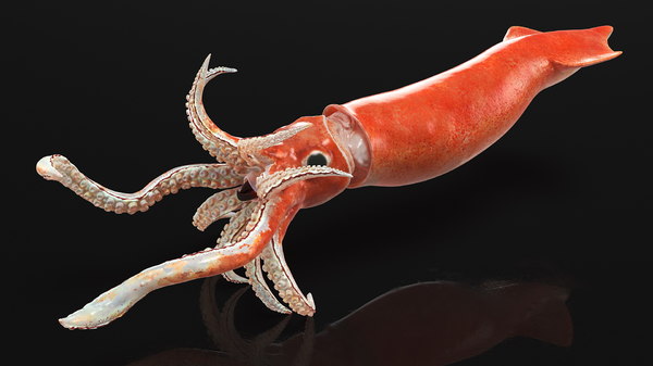 Doryteuthis Plei Pfeilkalmar 3D-Modell - TurboSquid 1623310