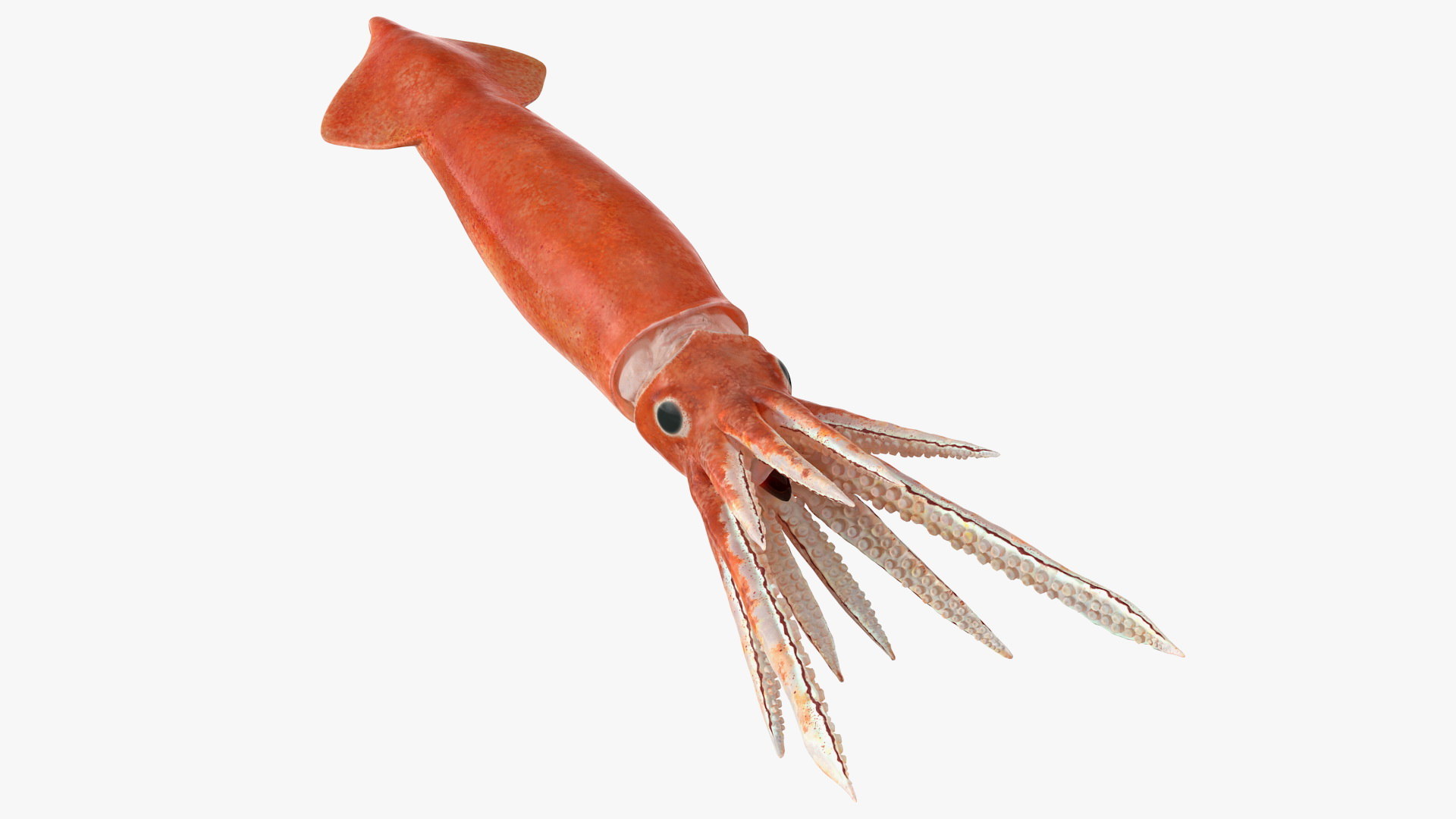 Arrow Squid Doryteuthis Plei 3D TurboSquid 1623117