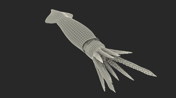 Pfeilkalmar Doryteuthis Plei 3D-Modell - TurboSquid 1623117