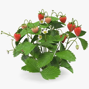 3D strawberry plant ripe unripe