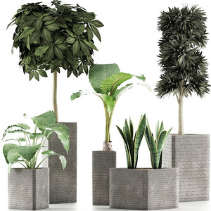 exotic plants trees 3D