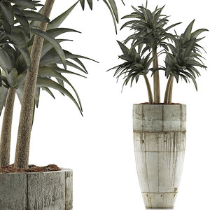 exotic plants trees 3D model