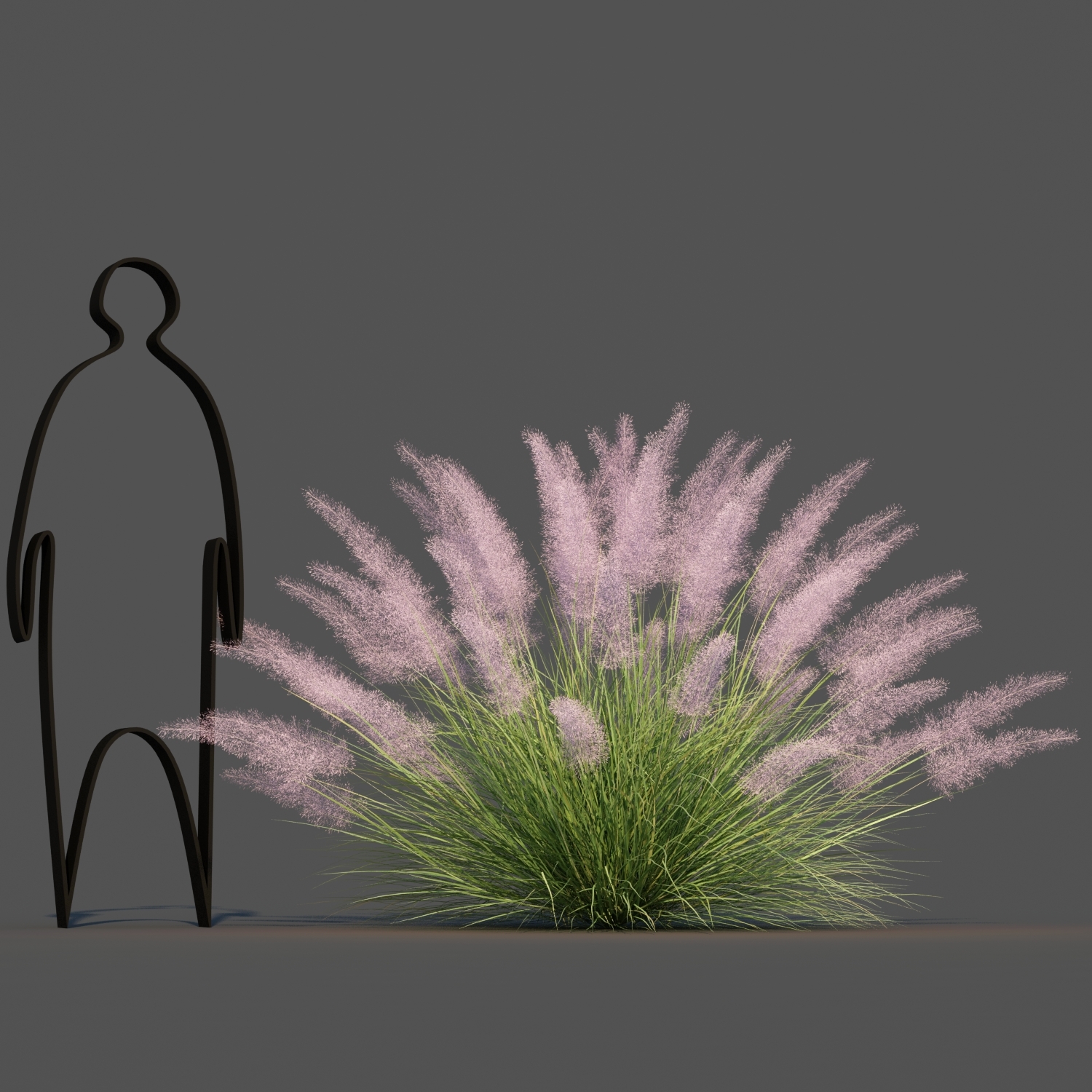 Pink Flamingo Muhly Grass Modelo 3D - TurboSquid 1623786