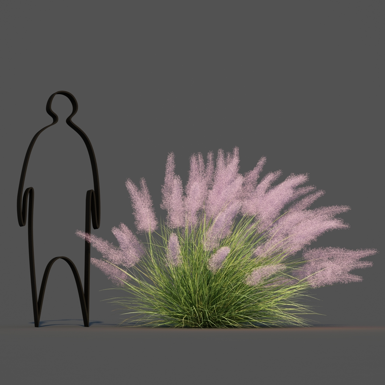 Pink Flamingo Muhly Grass Modelo 3D - TurboSquid 1623786