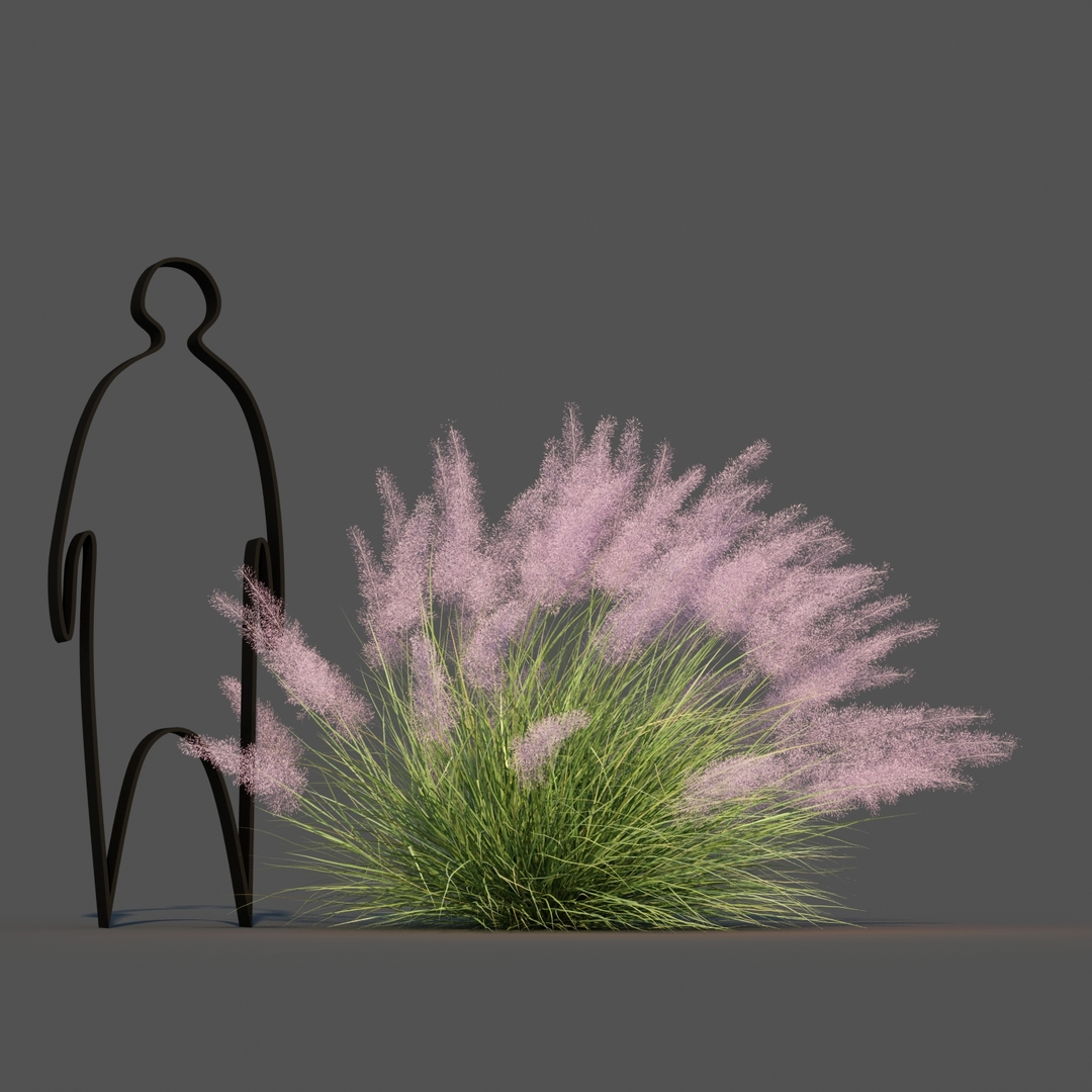 Pink Flamingo Muhly Grass Modelo 3D - TurboSquid 1623786