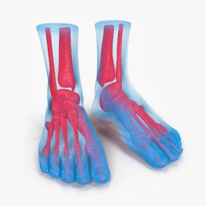 3D foot anatomy blue