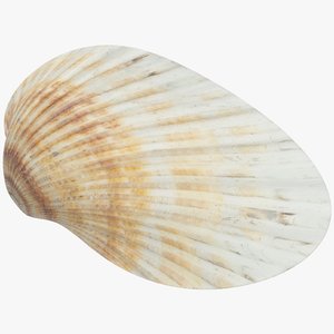 seashell real 3D model