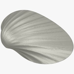 3D seashell sea shell model