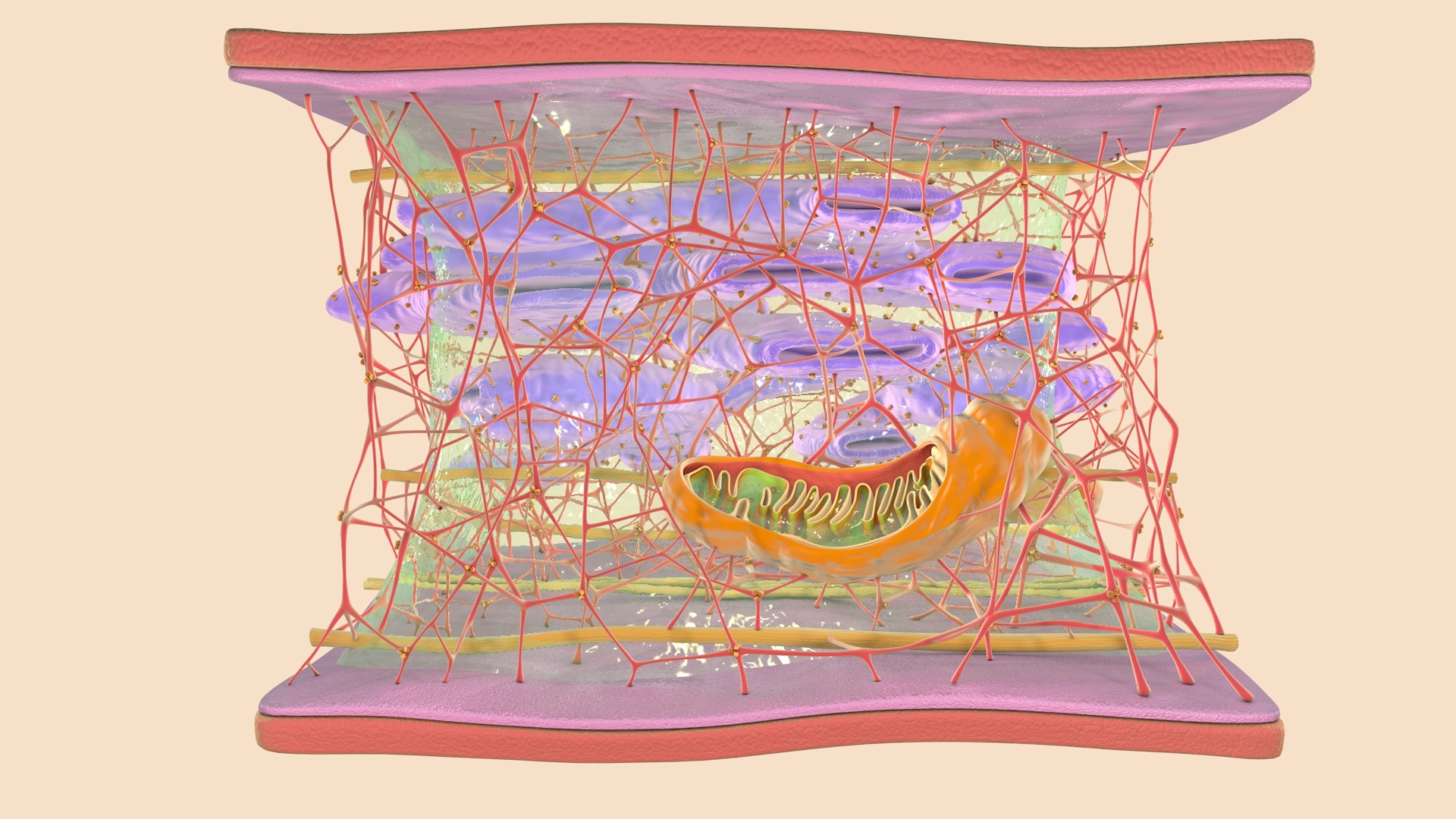 3D cytoskeleton cell - TurboSquid 1624164