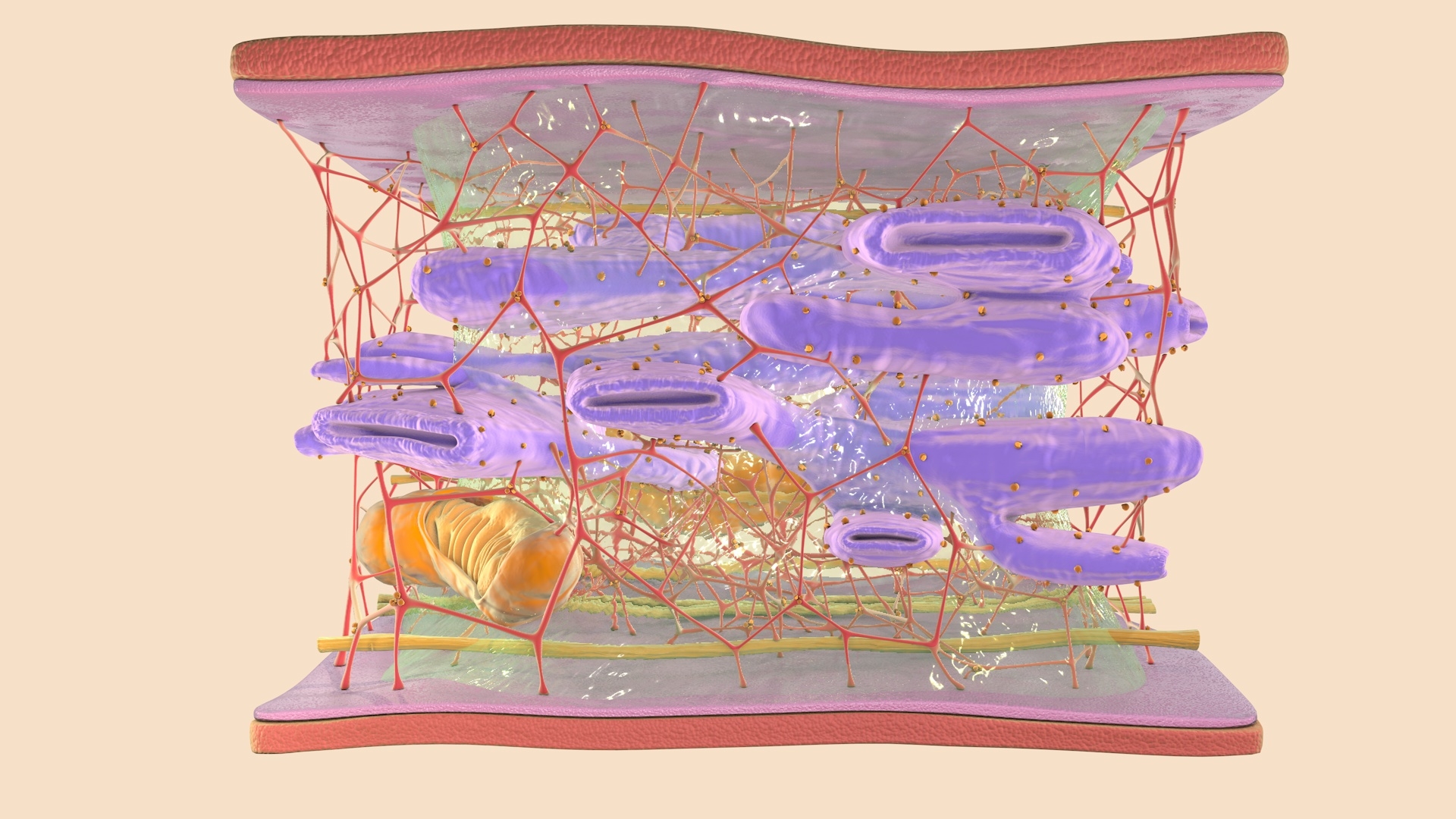 3D cytoskeleton cell - TurboSquid 1624164