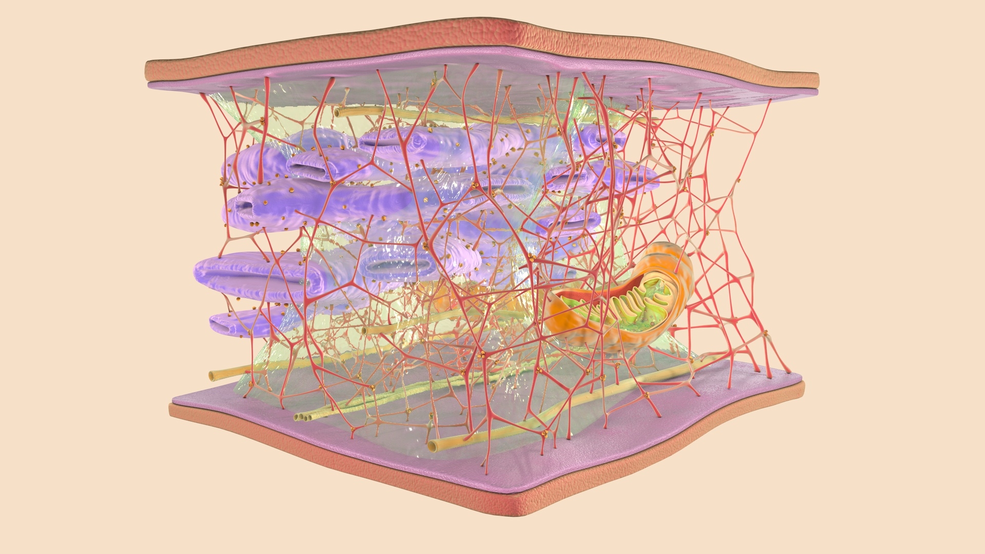 3D cytoskeleton cell - TurboSquid 1624164