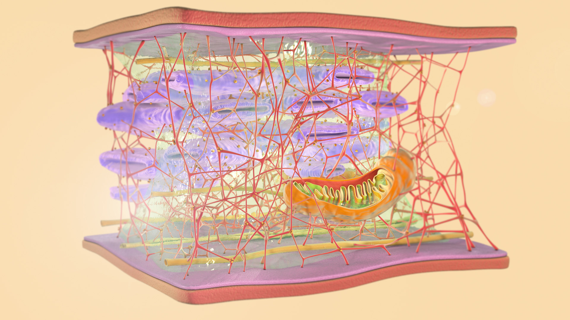 7 Best Of 3d Model Animal Cell Cytoskeleton - Vrogue