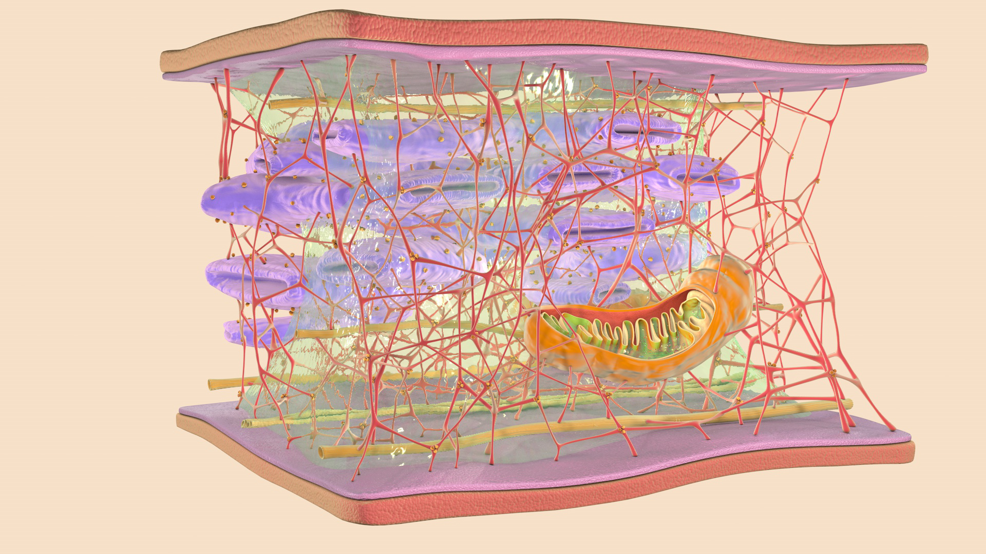 3D cytoskeleton cell - TurboSquid 1624164