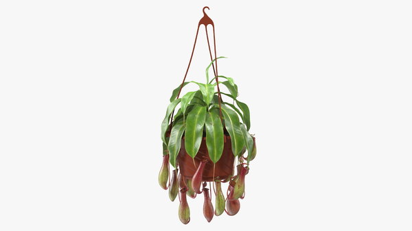 Modele 3d De Plante Carnivore En Pot Suspendu Turbosquid