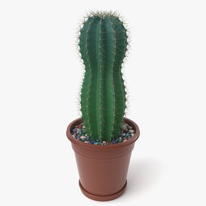 cactus plant succulents 3D model