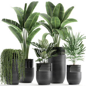 3D plants interior black houseplants model