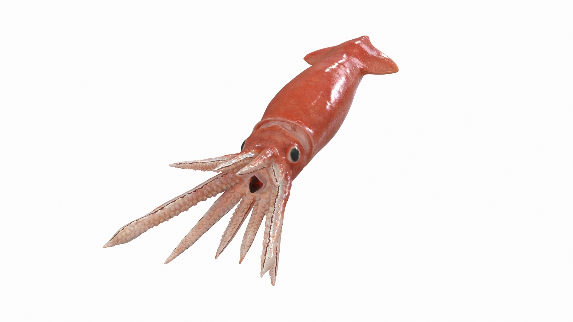 3D Arrow Squid Doryteuthis Plei Model TurboSquid 1625140