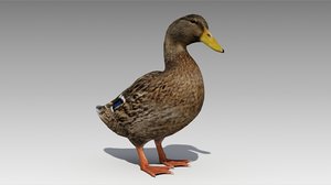 3D model mallard duck female