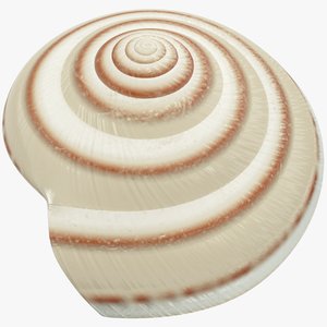 3D model seashell real
