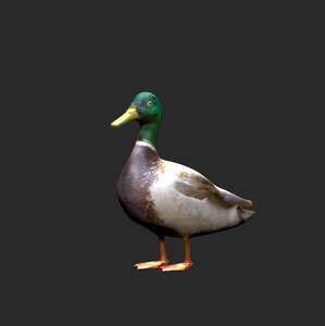 mallard duck 3D model