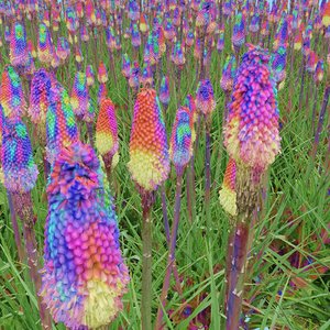 alien plants 3D