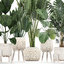 3D plants interior rattan houseplants