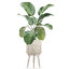 3D plants interior rattan houseplants