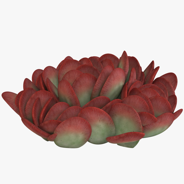 Consideration-grabbing Methods To Identify Cactus By Picture