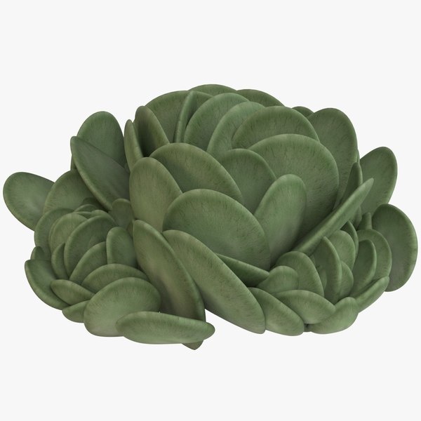 3 Straightforward Methods To Make How To Identify A Succulent Sooner