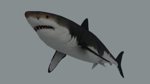 3D megalodon shark model