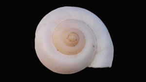 shell ivory snail 3D