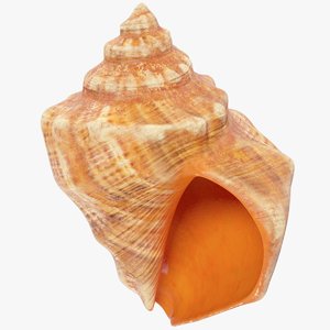 3D seashell real