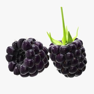 3D blackberry berry black