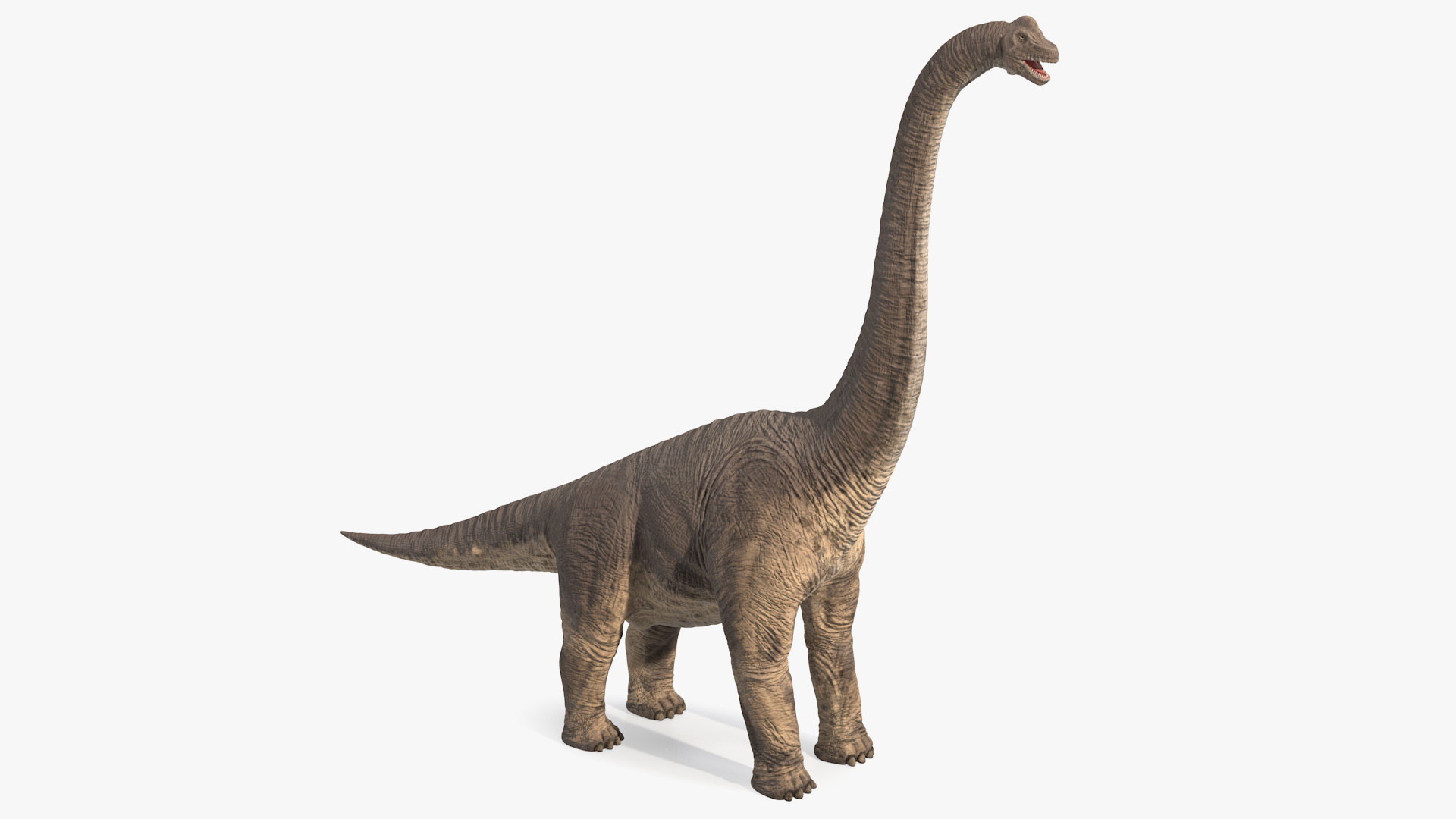 brachiosaurus 3d view