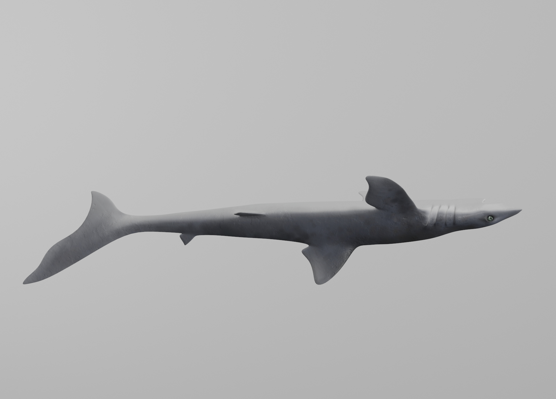 dogfish shark3d模型