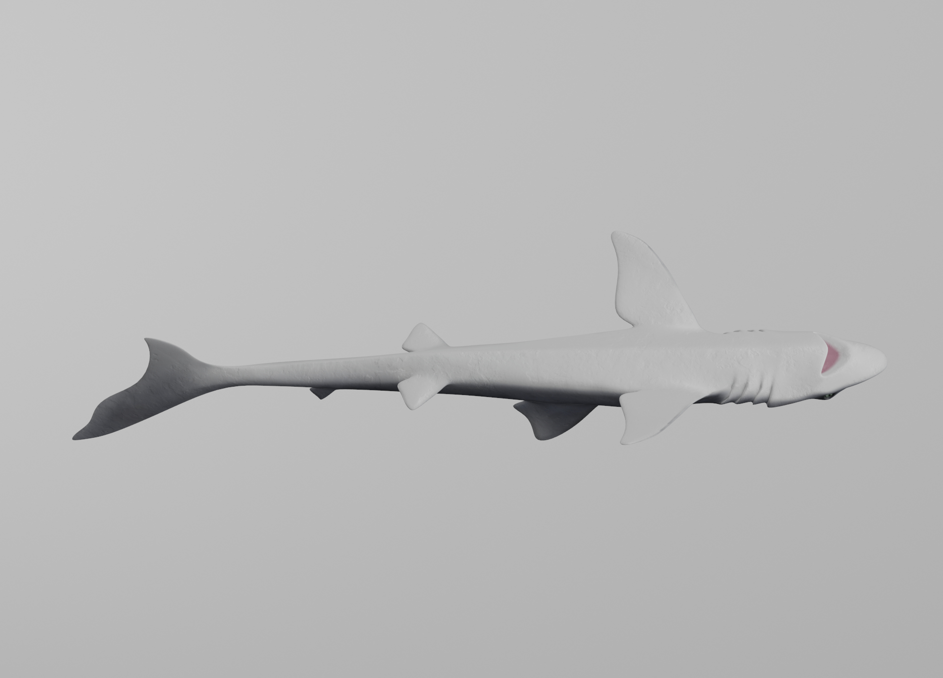 dogfish shark3d模型