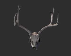 deer skull 3D model
