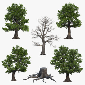 oak trees 3D model