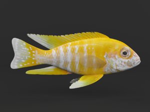fish cichlid 3D