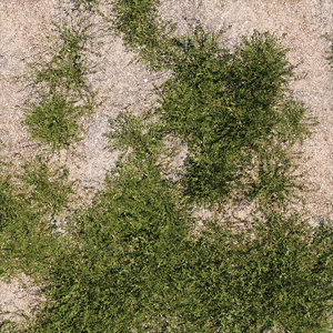 3D model polygonum aviculare plant grass