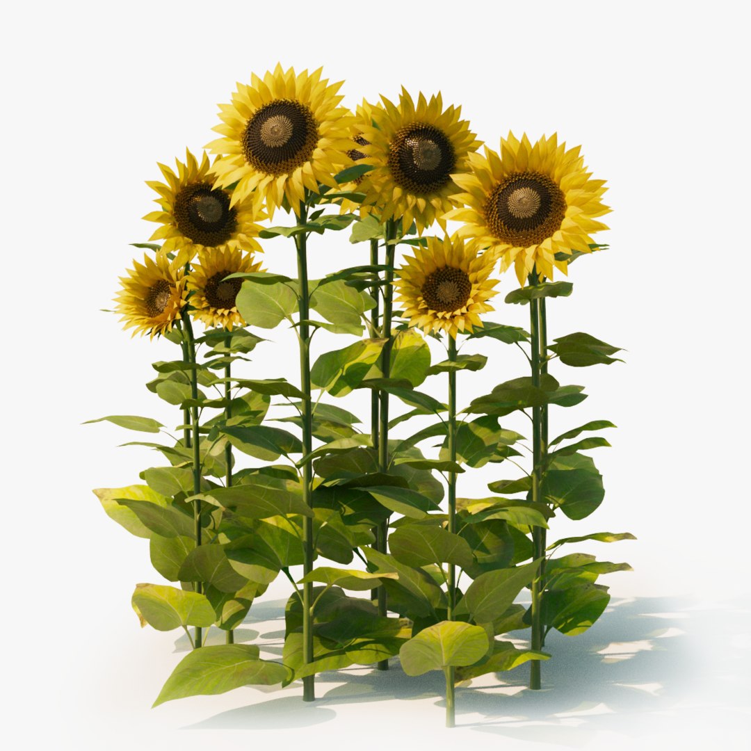  3D  sunflower  nature plants model  TurboSquid 1629888