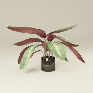 3D calathea plant