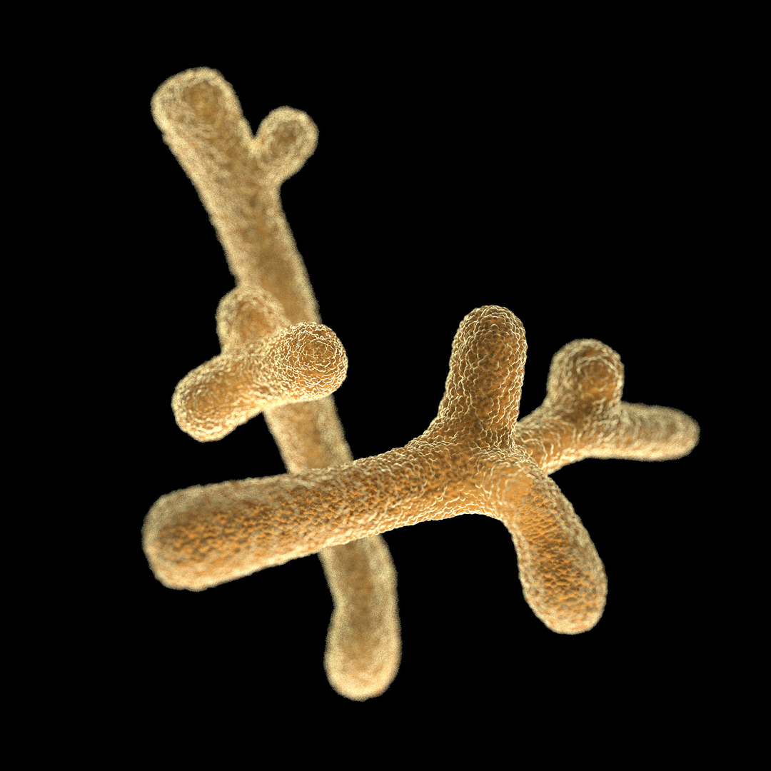 3D модель Бифидо - Bifidobacterium Longum - TurboSquid 1626148