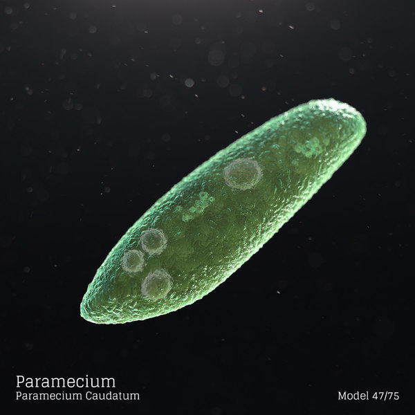 3d Model Paramecij Paramecium Caudatum Turbosquid 1626115